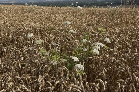 Wild carrot