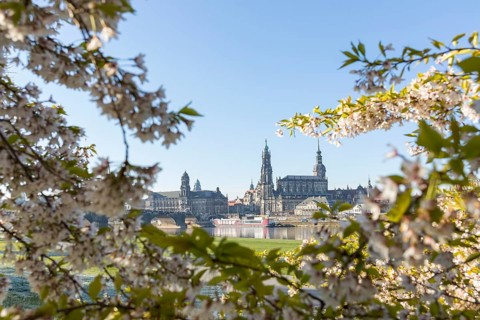 Blossoming cherry branches frame the buildings of the old town with the Elbe