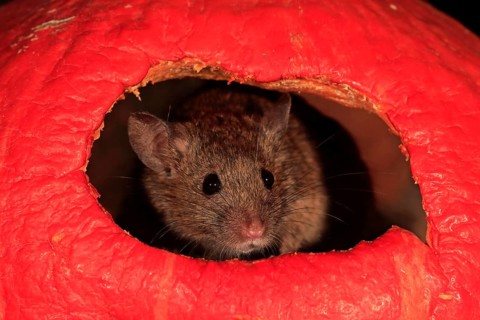 House Mouse