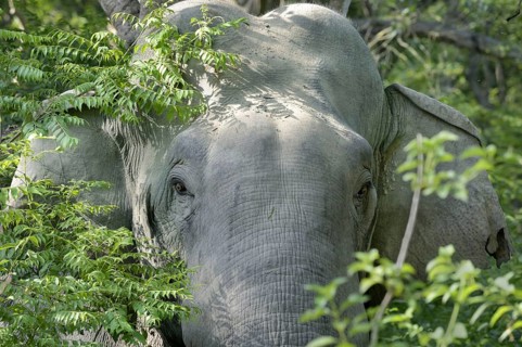 Asian indian elephant