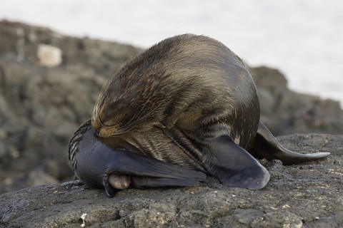 Southern fur seal