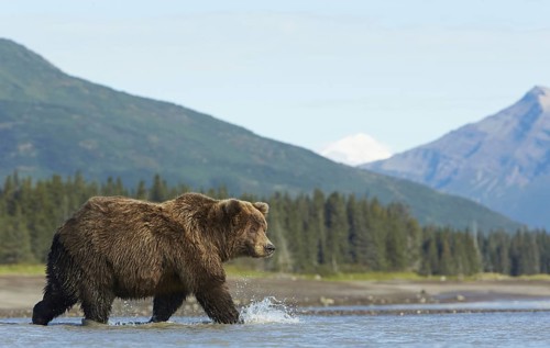 Grizzly bear