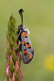 Burnet Moth