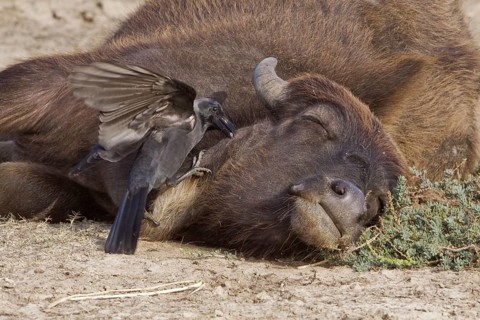 House crow pulls tick of cow