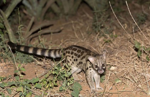 Rusty-spotted Genet adult