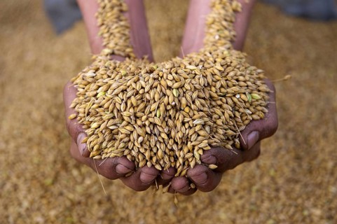 Barley