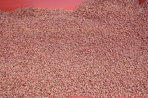 Close-up of Westminster spring barley seed in seed bin