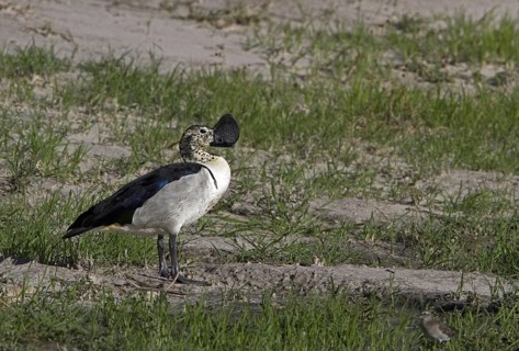 Mute Goose