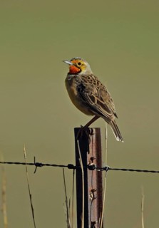 Orange-throated Pipit