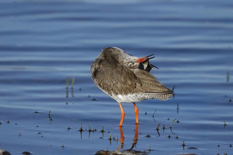 Common Redshank