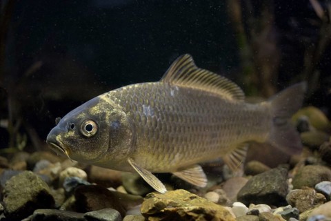 Ghost Carp