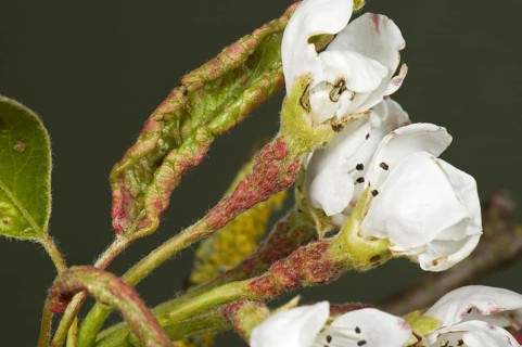 Early blisters of the pear leaf blister mite