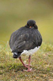Eurasian Oystercatcher