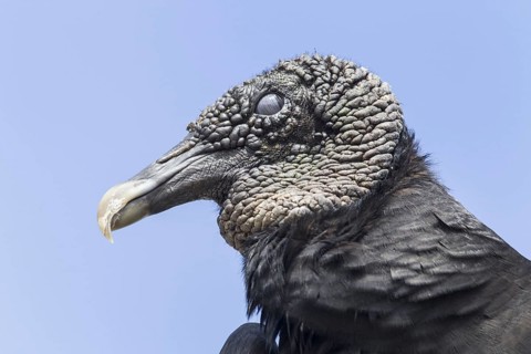 American Black Vulture