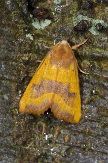 Ochre-yellow ash owl