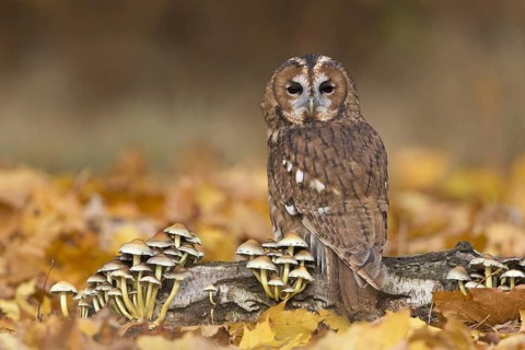 Tawny owl