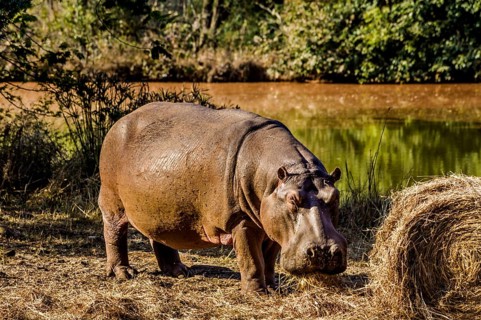 Hippo