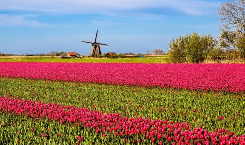 Flowering tulip fields