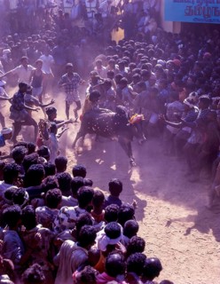 Jallikattu