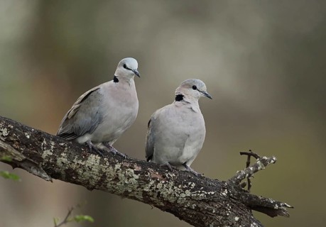 Cape turtle dove