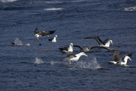 Black-browed albatross