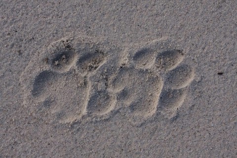 African Lion Lion tracks