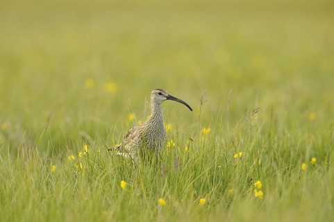 Whimbrel