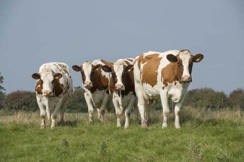 Dutch Red Bovine