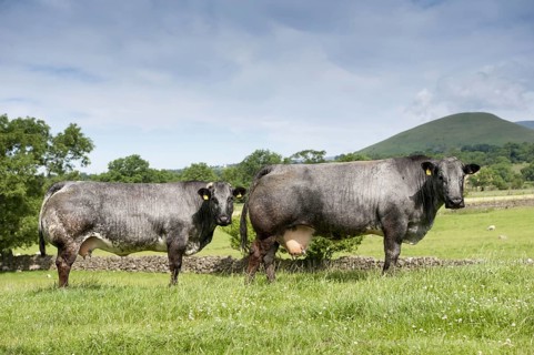 Domestic cattle