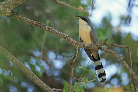 Mangrove Cuckoo