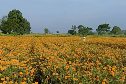 Floriculture