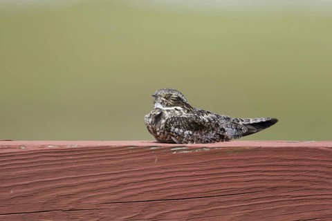 Common nighthawk