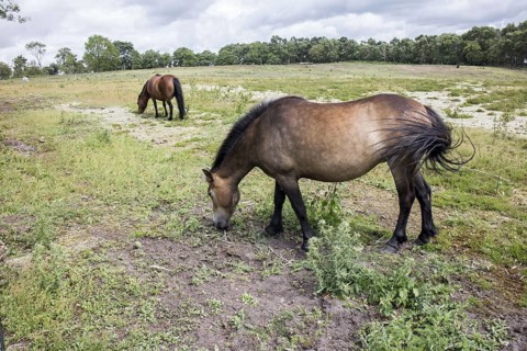 Welsh Mountain Ponies