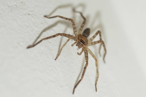 Brown Huntsman Spider