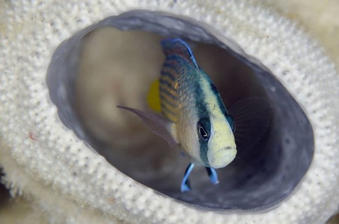Manonichthys splendes