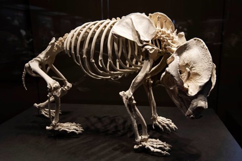 Skelett von Bao Bao aus dem Berliner Zoo