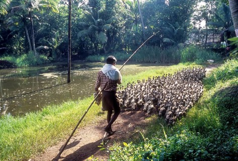A man grazing a flock of ducks in Alappuzha