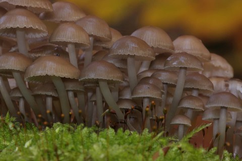 Group of seeded