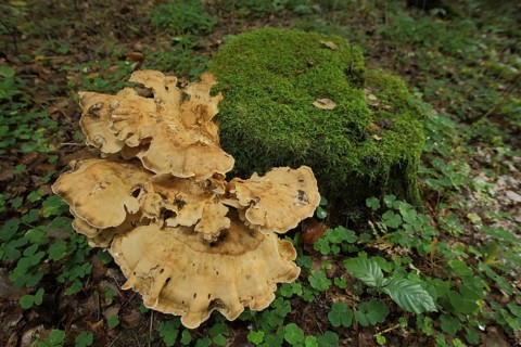 Giant porling