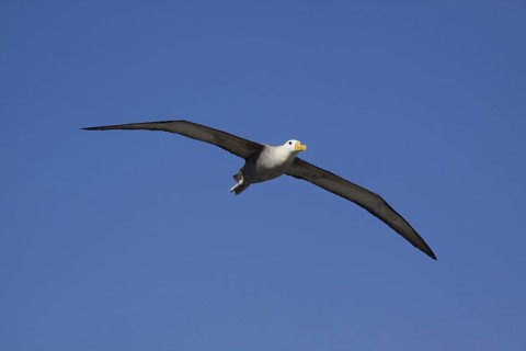 Flying Galapagos Waved Albatross