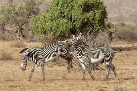 Grevy's grevy's zebra