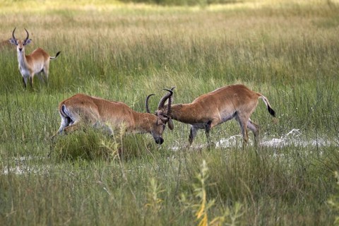 Red lechwe waterbuck