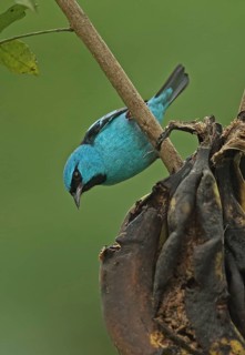 Blue Dacnis
