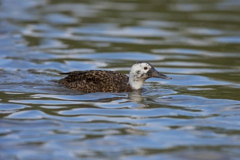Laysan duck