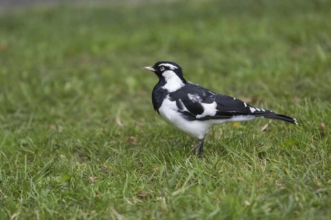 Australian magpie-lark