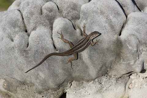 Tropidurus albemarlensis