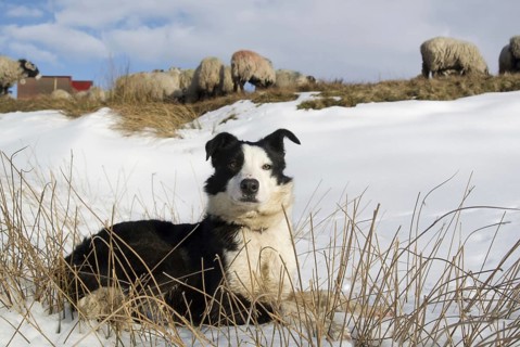 Domestic dog