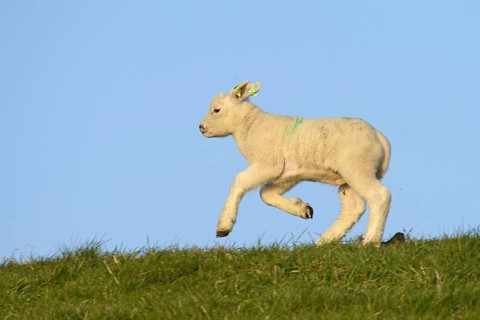 Texel sheep