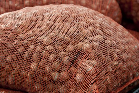 Bags of harvested cockles after picking from cockle beds