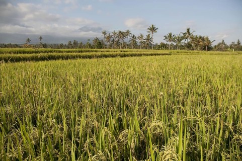 Asian rice